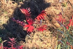 19FE9849-5091-43AE-99C9-21B7B42D531A